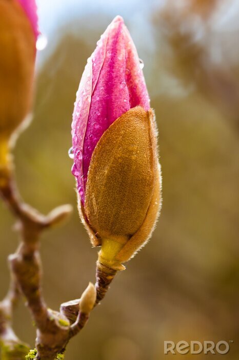 Sticker  Rosée sur un bourgeon de magnolia