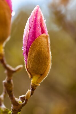 Sticker  Rosée sur un bourgeon de magnolia