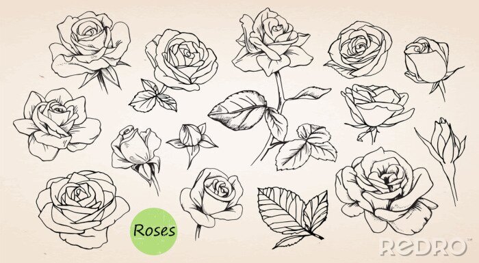 Sticker  Roses esquissées sur fond beige