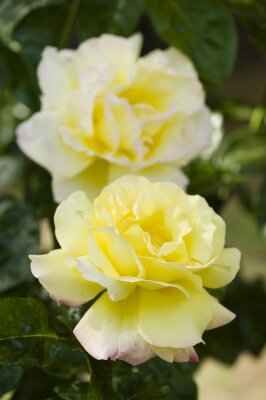 Roses jaunes mûres