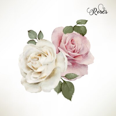 Roses sur fond blanc