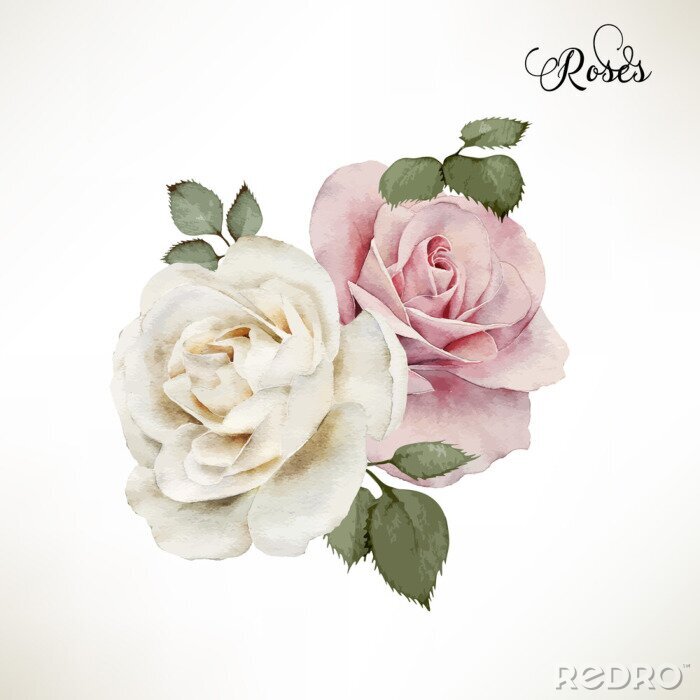 Sticker  Roses sur fond blanc