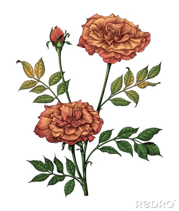 Sticker  Roses thé aux couleurs de l'automne