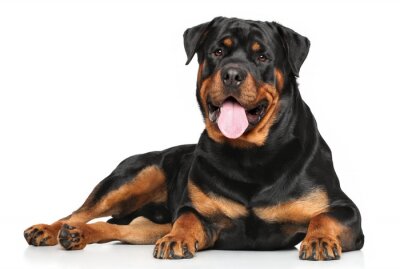 Sticker  Rottweiler couché sur fond blanc