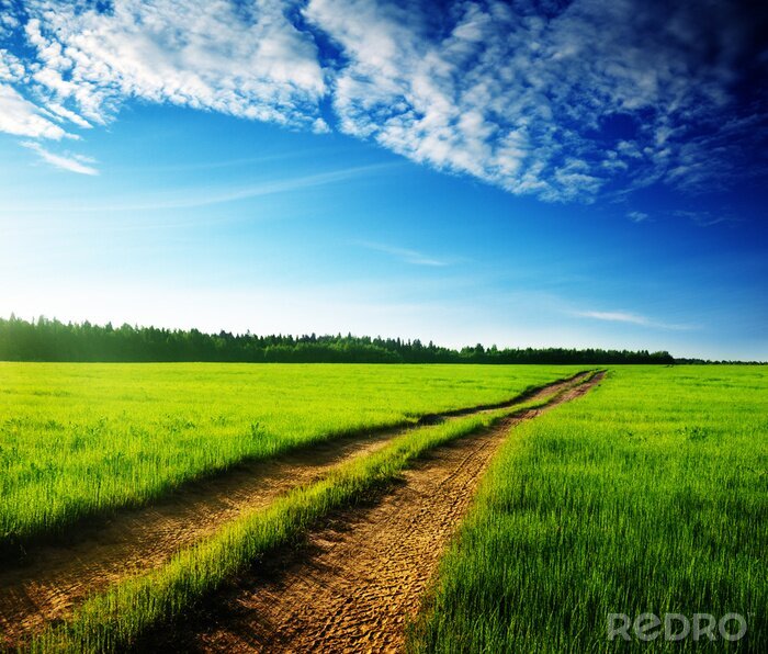 Sticker  Route idyllique sur un champ