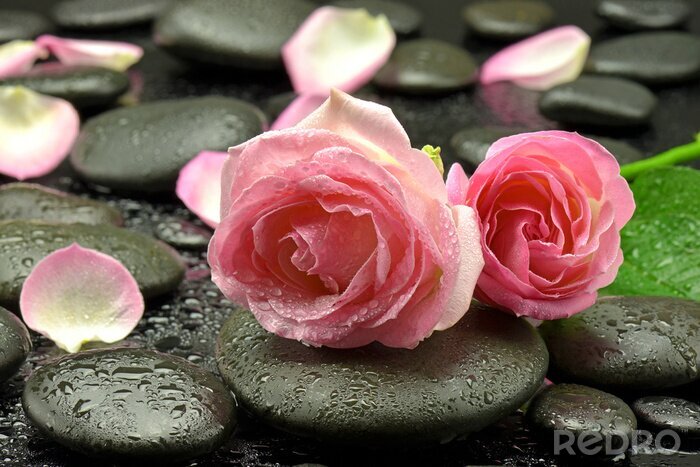 Sticker  Róże na kamieniach faire spa