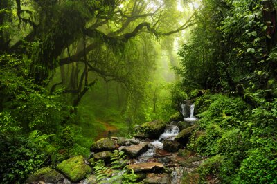 Ruisseau de montagne dans la forêt verte
