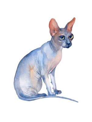 Sticker  Seated Blue Sphynx Cat with green eyes looking up. Watercolor illustration.