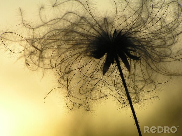 Sticker  semence au crépuscule