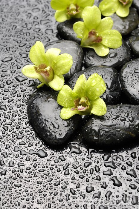Sticker  Set d'orchidée vert et de pierres zen avec goutte d'eau