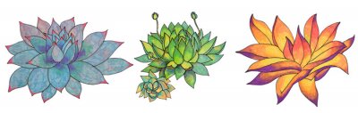 Sticker  Set leaves succulent echeveria home plant isolated on white background. Art creative nature hand-drawn object for card, sticker, wallpaper, textile, wrapping, poster, florist, notebook
