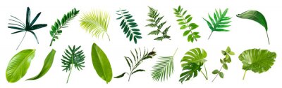 Sticker  set of green monstera palm banana and tropical plant leaf on white background for design elements, Flat layd.clipping path