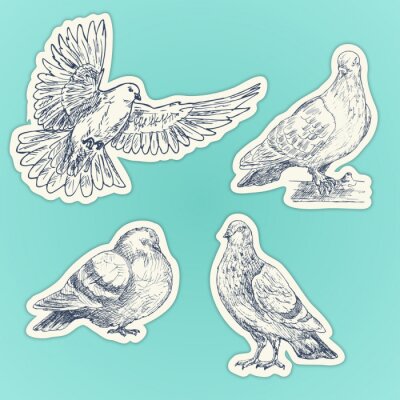 Sticker  Set of hand drawn doves. Sketch of pigeons. Set of stickers