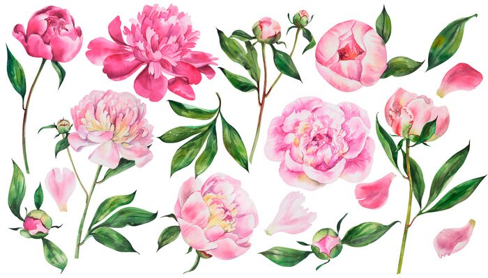 Sticker  Set of pink peonies, watercolor flowers on an isolated white background, watercolor peony illustration, botanical painting, stock illustration.