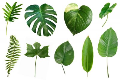 Sticker  Set of tropical green leaves isolated on white background.