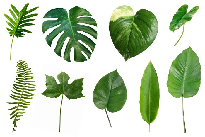 Sticker  Set of tropical green leaves isolated on white background.