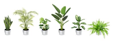 Sticker  Set of Tropical Houseplants in White Pots