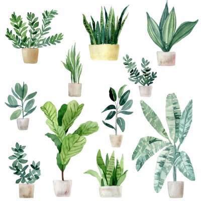 Sticker  Set of watercolor illustrations of home tropical plants in clay pots. Jungle, palm leaves, fern and others. Hand drawn watercolor set of anthurium green leaves and home plant isolated