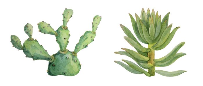 Sticker  Set watercolor hand-drawn green succulent cotyledon and opuntia home plant isolated on white background. Art creative nature object for card, sticker, wallpaper, textile, wrapping, florist