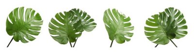 Sticker  Set with tropical Monstera leaves on white background. Banner design