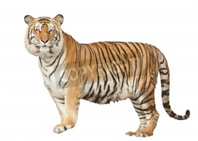 Sticker  Silhouette chat sauvage