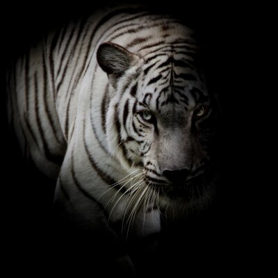 Silhouette de tigre dans l'ombre