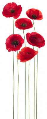 Sticker  Six fleurs sur de longues tiges