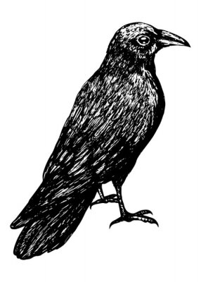 Sticker  Sketch of a crow black outline on a white background isolated, stock vector illustration for design and decoration, sticker, baaner, oster, vintage, gothic