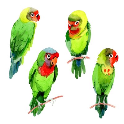 Sticker  Sky birds petits perroquets dans une faune de style aquarelle isolé. Liberté sauvage, oiseau avec des ailes volantes. Aquarelle oiseau pour le fond, la texture, le motif, le cadre, la frontière ou le 