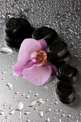 Spa pierres et de fleur d'orchidée, sur fond gris humide.