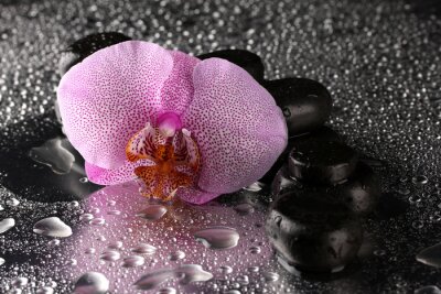 Spa pierres et de fleur d'orchidée, sur fond gris humide.