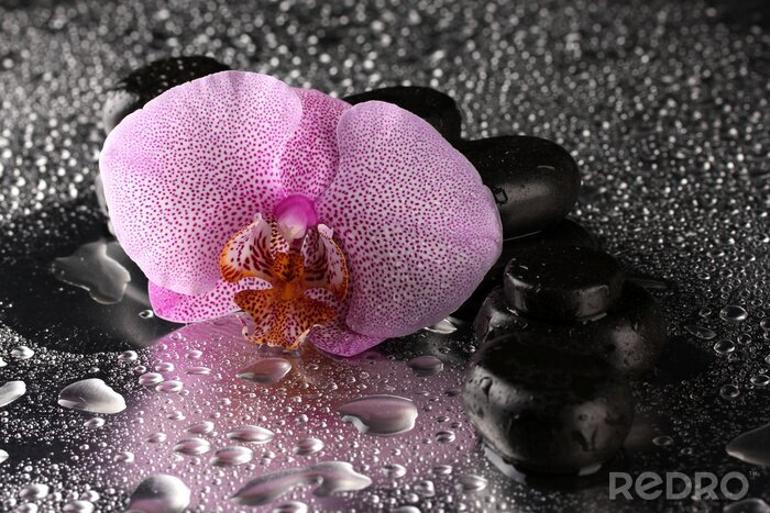 Sticker  Spa pierres et de fleur d'orchidée, sur fond gris humide.