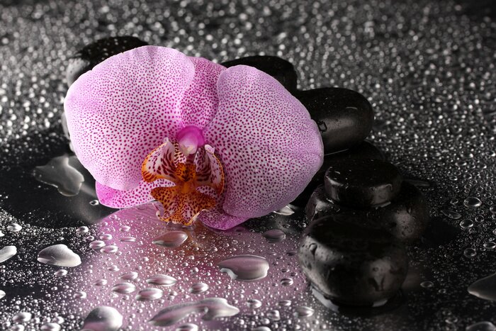Sticker  Spa pierres et de fleur d'orchidée, sur fond gris humide.