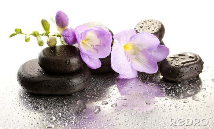 Sticker  Spa pierres et de fleurs violet, isolé sur blanc