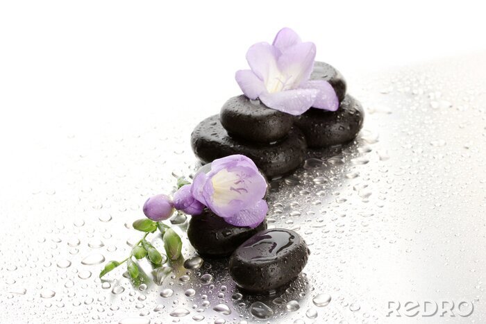 Sticker  Spa pierres et de fleurs violet, sur fond humide