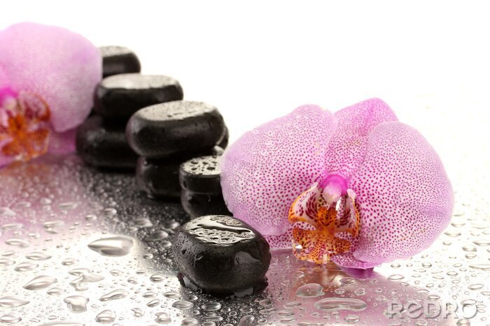 Sticker  Spa pierres et des fleurs d'orchidées, sur fond humide.
