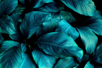 Spathiphyllum cannifolium