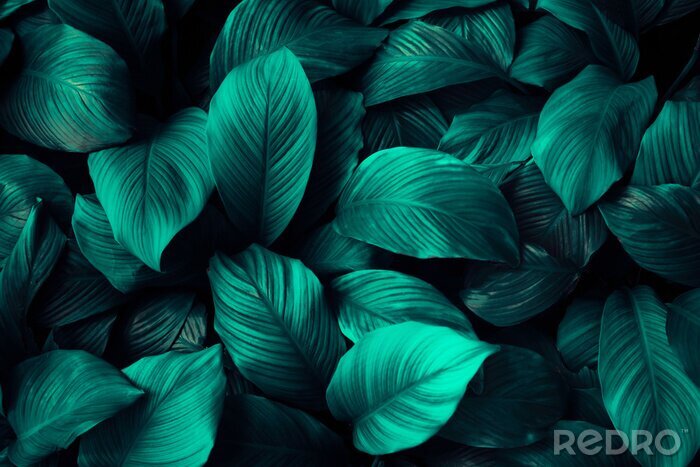 Sticker  Spathiphyllum cannifolium