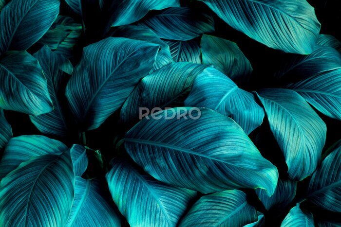 Sticker  Spathiphyllum cannifolium