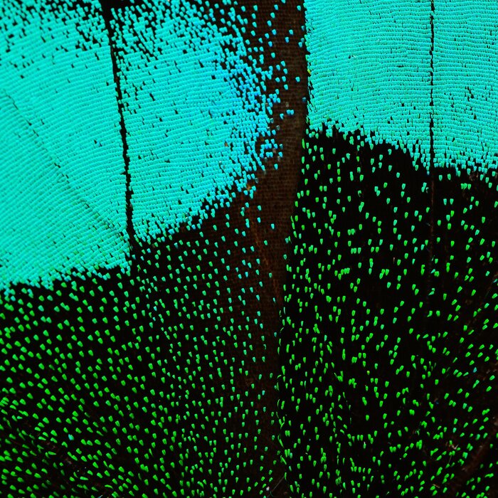 Sticker  Structure aile de papillon