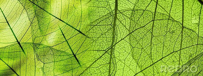 Sticker  Structure foliaire agrandie