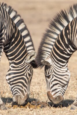 Sticker  Symétrique, zèbres, Kruger, Parc, sud, afrique