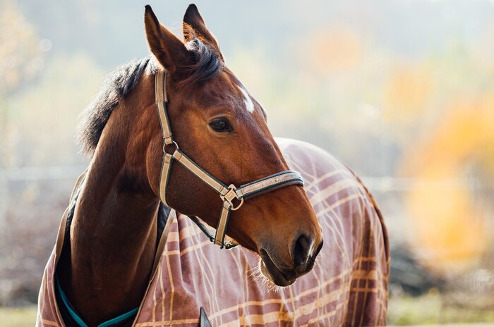 Sticker  Tête de cheval avec brides beiges en gros plan
