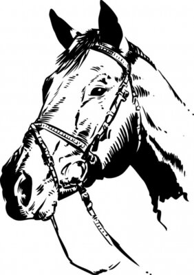 Sticker  Tête de cheval Vecteur