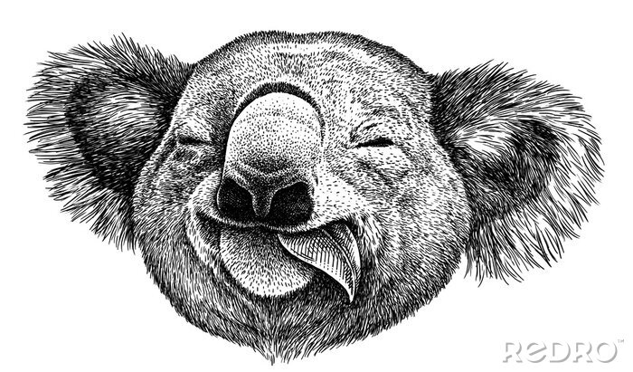 Sticker  Tête de koala mâchant une feuille d'eucalyptus