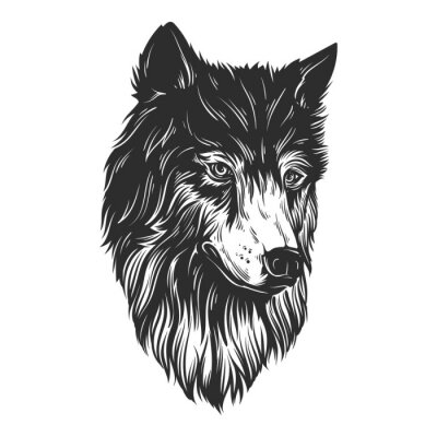 Sticker  Tête de loup de tête dessiner