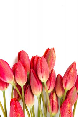Sticker  Têtes de tulipes rouges