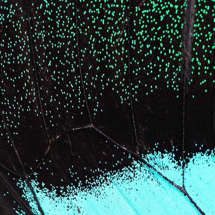 Sticker  Texture aile de papillon