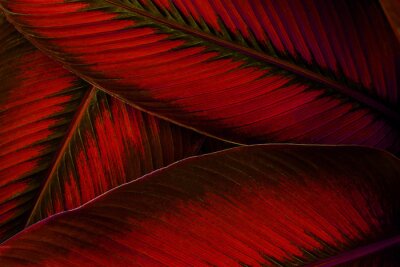 Texture des feuilles rouges se bouchent