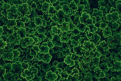 Texture des feuilles vertes